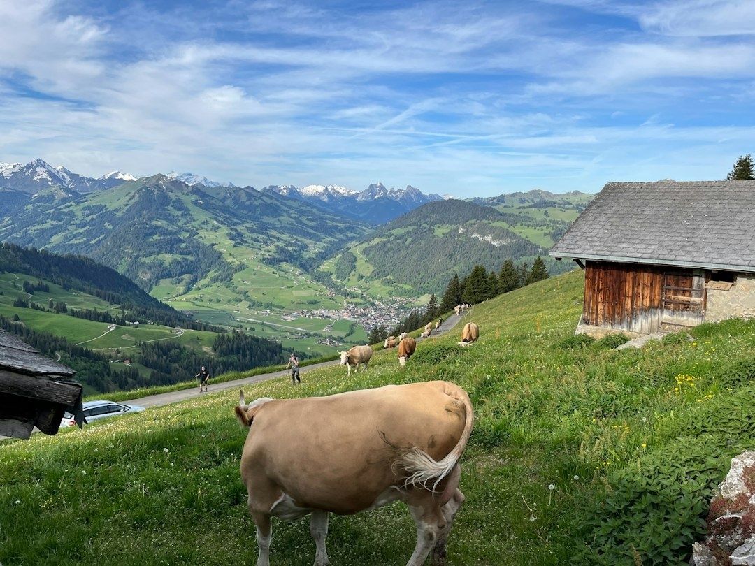 Vaches dans un alpage devant une ferme et les montagnes alpines